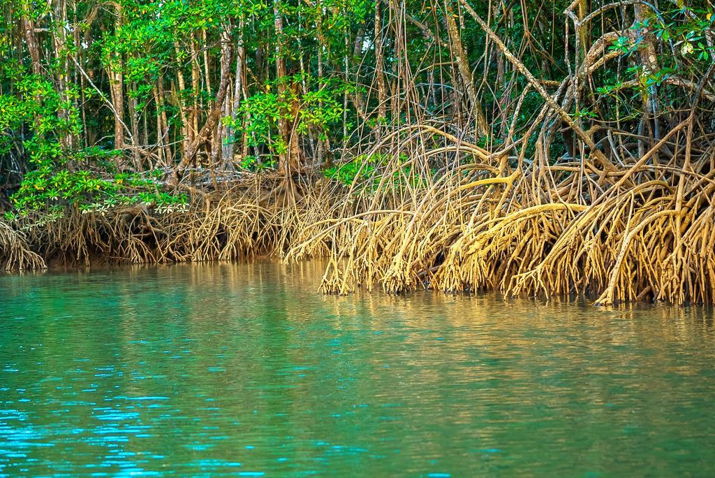 Punta Preciosa Bed & Breakfast Puerto Jimenez Ngoại thất bức ảnh